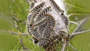 Chenille