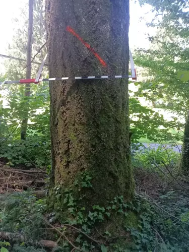 Gestion forestière