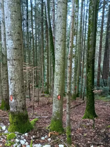 Gestion-forestiere-4