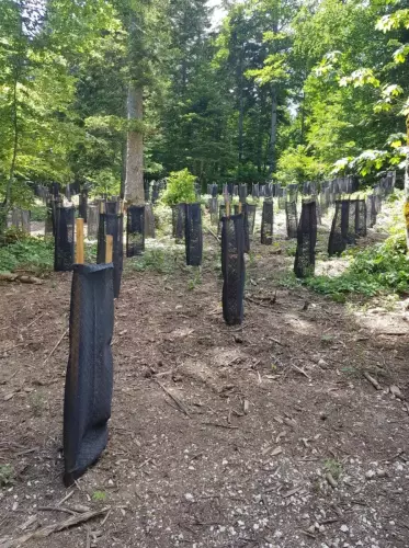 Plantation-1