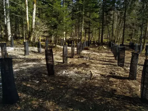 Plantation-3