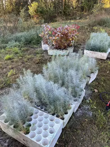 Plantation-4