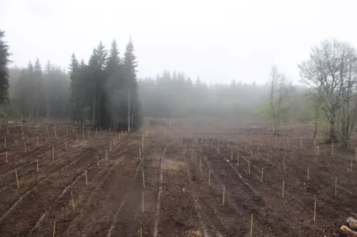 Plantation-5