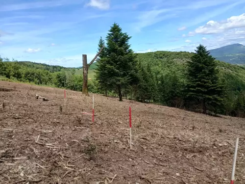 Plantation