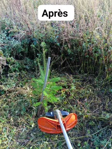 Travaux-sylvicoles-2