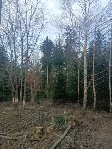 Travaux-sylvicoles (1)
