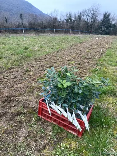 Plantation-truffe-1
