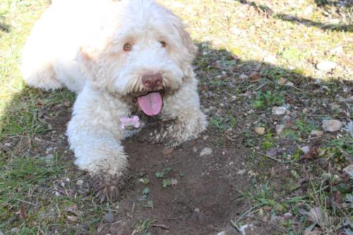 Truffe